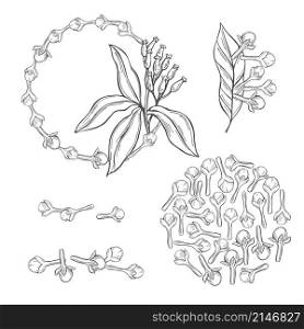 Hand drawn clove. The pods and flowers. Vector sketch illustration.. Hand drawn clove. Vector illustration.