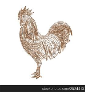 Hand drawn Cock on white background. Vector illustration