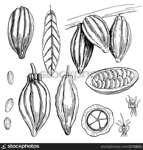 Hand drawn cocoa bean. Vector sketch illustration