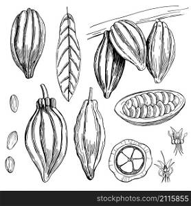Hand drawn cocoa bean. Vector sketch illustration