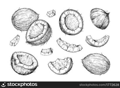 Hand drawn coconut. Half and pieces of coco. Tropical palm tree harvest. Whole or chopped nuts set. Isolated black and white plant food product. Vector natural vegan cooking or cosmetic ingredient. Hand drawn coconut. Half and pieces of coco. Tropical palm tree harvest. Whole or chopped nuts set. Black and white food product. Vector natural vegan cooking or cosmetic ingredient