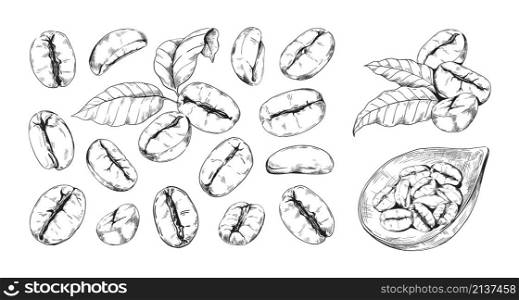 Hand drawn coffee beans. Engraved arabic seeds for barista shop menu and beverage packaging. Espresso drink ingredient. Isolated sketch of different roasted grains or leaves. Vector plant elements set. Hand drawn coffee beans. Engraved arabic seeds for barista shop menu and beverage packaging. Espresso ingredient. Sketch of different roasted grains or leaves. Vector plant elements set