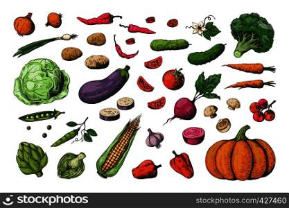 Hand drawn colored vegetables. Food sketch collection, healthy vegan garden vegetables. Vector carrot potato tomato cucumber colourful set. Hand drawn colored vegetables. Food sketch collection, healthy vegan garden vegetables. Vector carrot potato tomato cucumber set