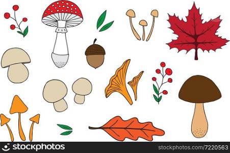 Hand drawn colorful autumn elements collection. Mushrooms, berries and leaves. Vector illustration.