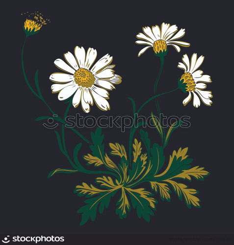 Hand drawn colorful bouquet of chamomile flowers isolated on black background. Vector illustration