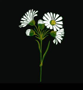 Hand drawn colorful bouquet of chamomile flowers isolated on black background. Vector illustration