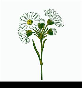 Hand drawn colorful bouquet of chamomile flowers isolated on white background. Vector illustration