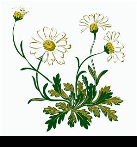 Hand drawn colorful bouquet of chamomile flowers isolated on white. Vector illustration