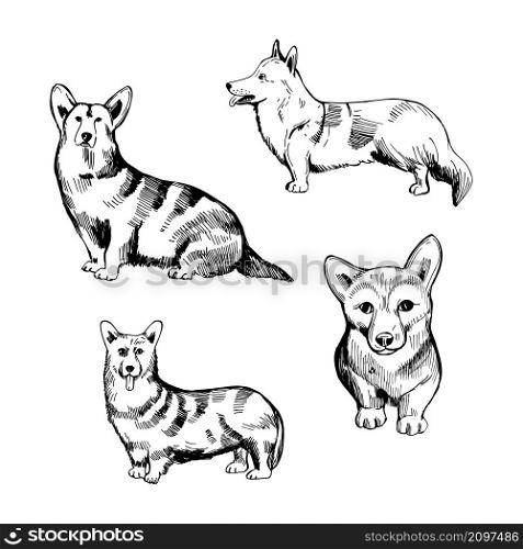 Hand drawn corgi dog. Vector sketch illustration. . ?orgi dog. Vector illustration.