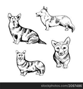 Hand drawn corgi dog. Vector sketch illustration. . ?orgi dog. Vector illustration.