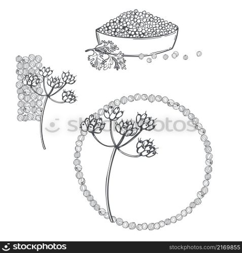 Hand drawn coriander seeds. Vector sketch illustration. Coriander seeds. Vector illustration