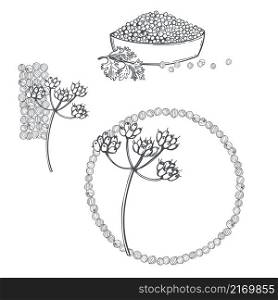 Hand drawn coriander seeds. Vector sketch illustration. Coriander seeds. Vector illustration