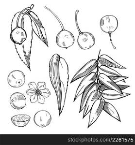 Hand-drawn cotton candy berry (calabur tree, capulin, festival berry, Jamaica cherry or Muntingia calabura) .Vector sketch illustration.. Jamaica cherry. Vector illustration