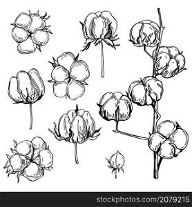 Hand drawn cotton plant. Vector sketch illustration