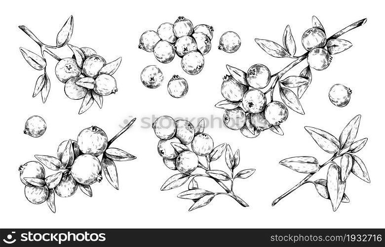 Hand drawn cranberry. Blueberry and cowberry outline engraving. Isolated botanical elements. Wild forest plant with ripe sour berries. Vitamin vegetarian organic food drawing. Vector lingonberry set. Hand drawn cranberry. Blueberry and cowberry outline engraving. Isolated botanical elements. Wild forest plant with sour berries. Vitamin vegetarian food drawing. Vector lingonberry set