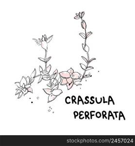 Hand drawn crassula perforata plant with text. Perfect for T-shirt, poster, card and print. Doodle isolated vector ink illustration for decor and design.