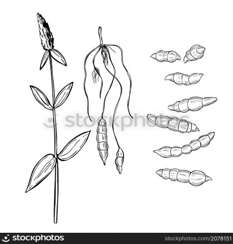 Hand drawn Crosne or Chinese Artichoke(Stachys affinis). Vector sketch illustration.. Crosne or Chinese Artichoke(Stachys affinis).