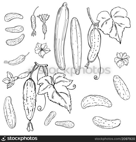 Hand drawn cucumber with leaves and flowers. Vector sketch illustration.