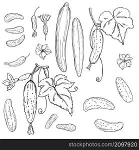 Hand drawn cucumber with leaves and flowers. Vector sketch illustration.