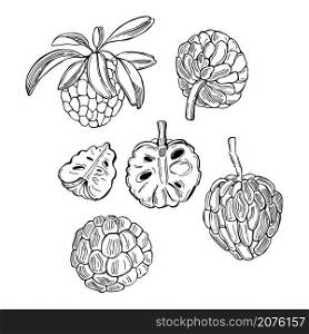 Hand drawn Custard apple or Sugar apple on white background.Vector sketch illustration.. Tropical fruits. Vector illustration