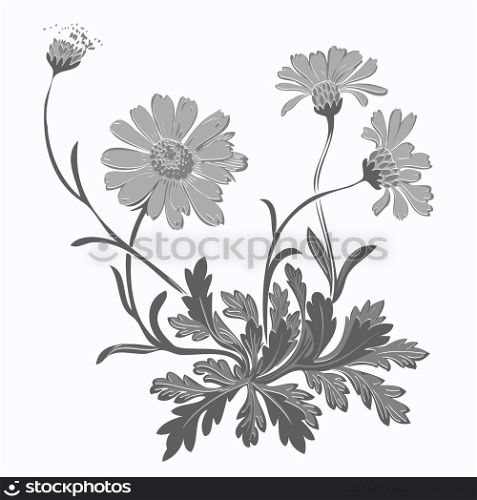 Hand drawn Dandelion flowers isolated on white background. Drawing contour vector illustration