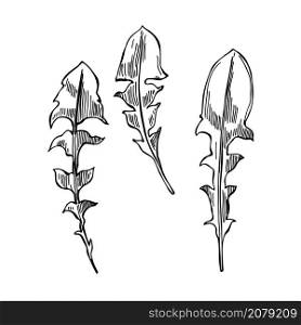 Hand drawn dandelion leaves. Vector sketch illustration