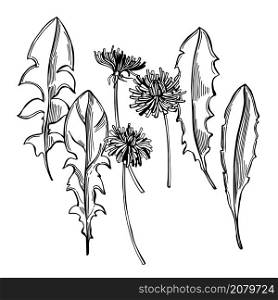 Hand drawn dandelion. Medicinal herbs. Leaves and flowers. Vector sketch illustration.. Dandelion. Vector illustration.