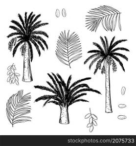 Hand drawn date palm set on white background. Vector sketch illustration.. Date palm. Vector illustration.