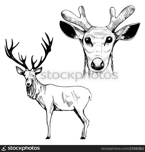 Hand-drawn deer. Vector illustration.. Hand-drawn deer.