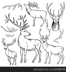 Hand-drawn deer. Vector sketch illustration.. Hand-drawn deer. Vector illustration.