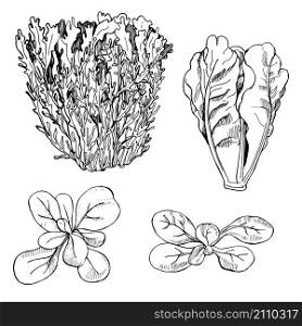 Hand drawn different kinds of lettuce on white background. Frisee, Romaine.. Hand drawn different kinds of lettuce on white background.