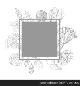 Hand drawn different kinds of lettuce on white background. Vector frame