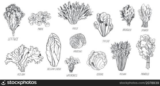Hand drawn different kinds of lettuce on white background. Vector sketch illustration . Different kinds of lettuce . Vector sketch illustration