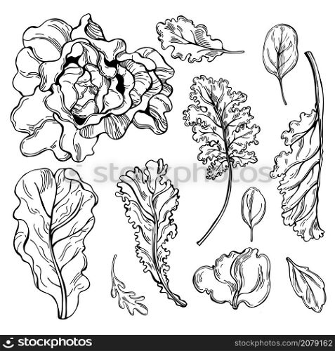 Hand drawn different kinds of lettuce on white background. Vector sketch illustration