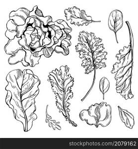 Hand drawn different kinds of lettuce on white background. Vector sketch illustration