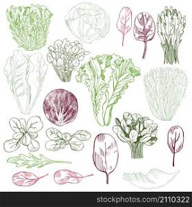 Hand drawn different kinds of lettuce. Vector background.. Hand drawn different kinds of lettuce on white background.