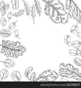 Hand drawn different kinds of lettuce. Vector background.. Hand drawn lettuce. Vector background.