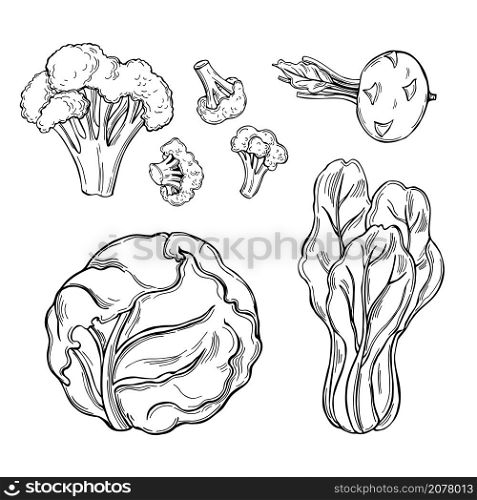 Hand drawn different types of cabbage on white background. Vector sketch illustration. . Sketch vegetables. Vector illustration