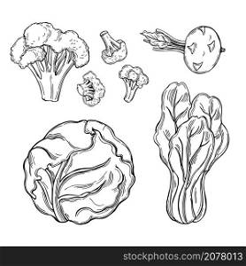 Hand drawn different types of cabbage on white background. Vector sketch illustration. . Sketch vegetables. Vector illustration