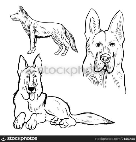 Hand drawn dog. German shepherd. Vector sketch illustration.
