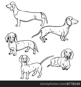 Hand-drawn dogs.  Dachshund. Vector sketch  illustration..  Dachshund. Sketch  illustration.