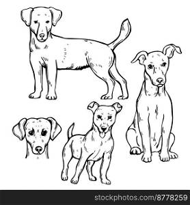 Hand-drawn dogs.  Jack Russell Terrier. Vector sketch  illustration..  Jack Russell Terrier. Sketch  illustration.