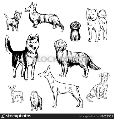 Hand drawn dogs. Vector sketch illustration.