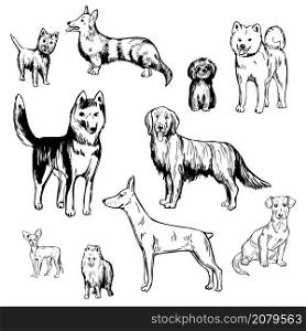 Hand drawn dogs. Vector sketch illustration.