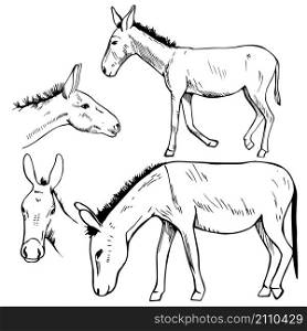 Hand drawn donkey. Vector sketch illustration.. Hand drawn donkey. Vector illustration.