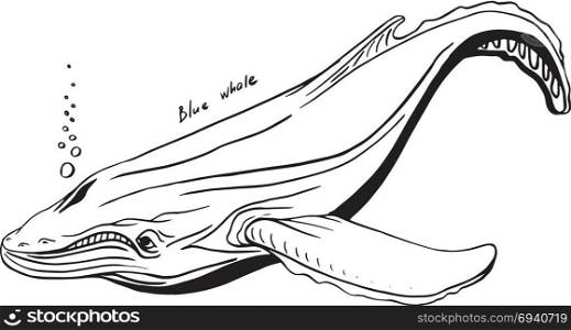 Hand-Drawn Doodle of blue whale. Vector Illustration - stock vector.. Hand-Drawn Doodle of whale. Vector Illustration. Stock vector.