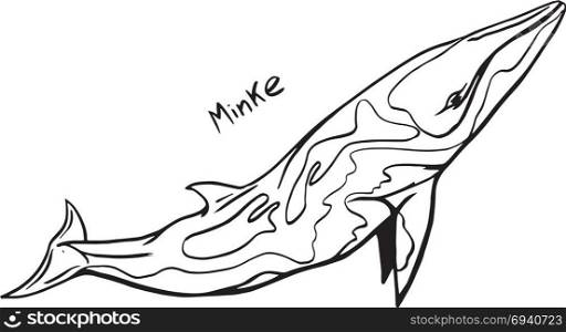 Hand-Drawn Doodle of minke whale. Vector Illustration - stock vector.. Hand-Drawn Doodle of whale. Vector Illustration. Stock vector.
