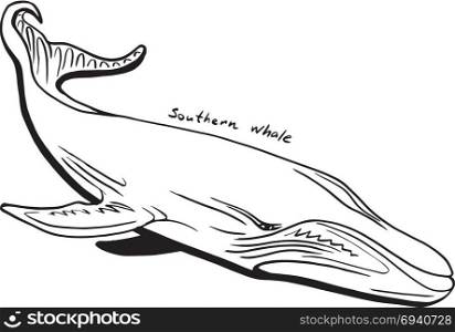 Hand-Drawn Doodle of southern whale. Vector Illustration - stock vector.. Hand-Drawn Doodle of whale. Vector Illustration. Stock vector.