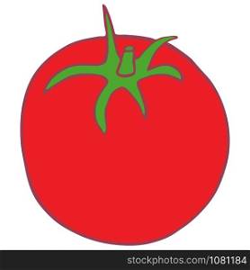 Hand drawn doodle vector isolated tomato, great design for any purposes.. Isolated vector flat tomato