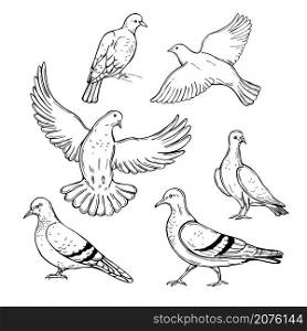 Hand drawn doves. Vector sketch illustration.. Doves. Vector illustration.